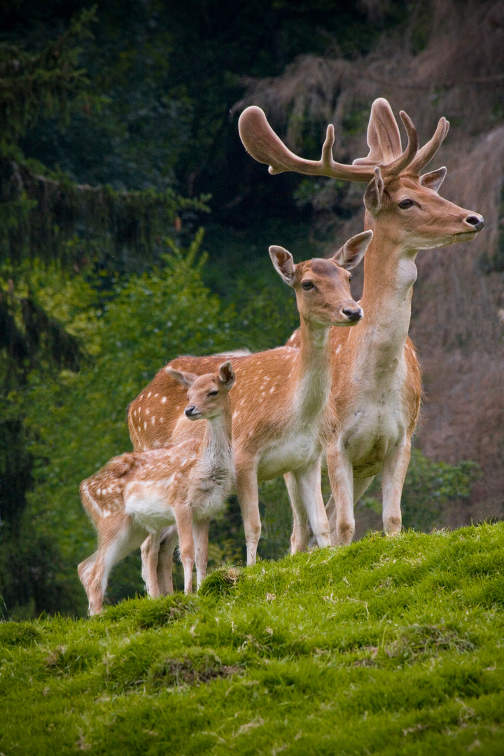 family portait