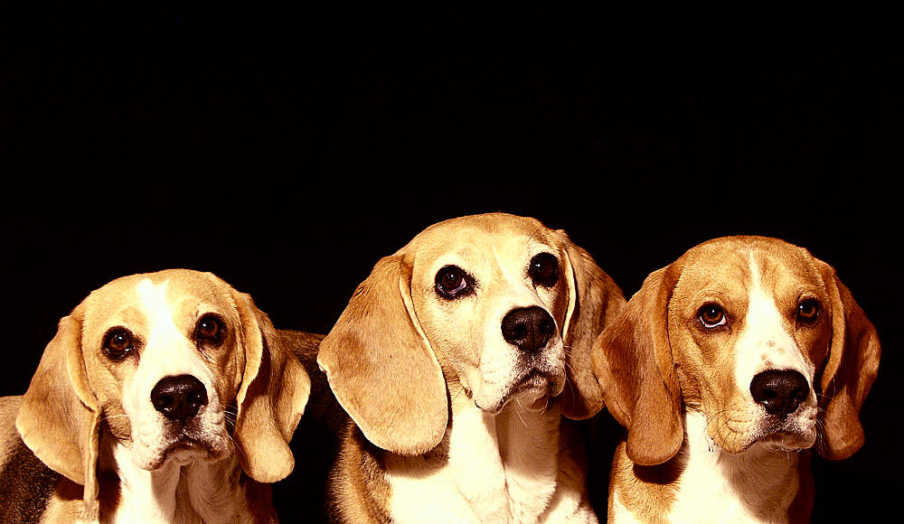 Family Portait - Farbe