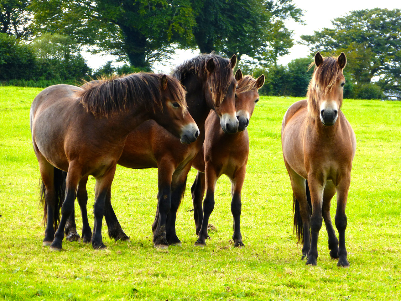 Family-Portrait: Exmoor-Ponies leben in England halbwild in kleinen Herden