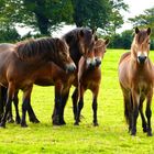 Family-Portrait: Exmoor-Ponies leben in England halbwild in kleinen Herden