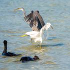 Family Sea Birds 