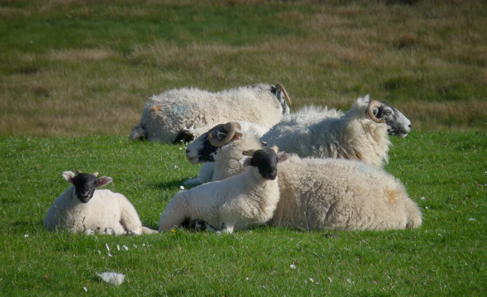 Family sheep