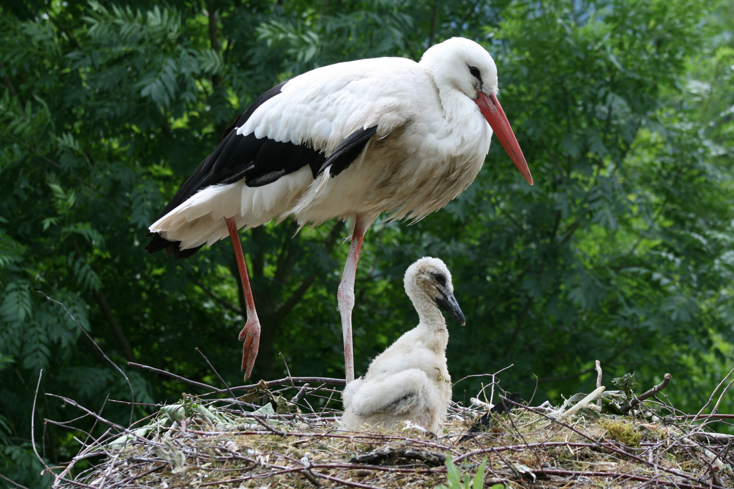 Family stork
