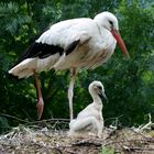 Family stork