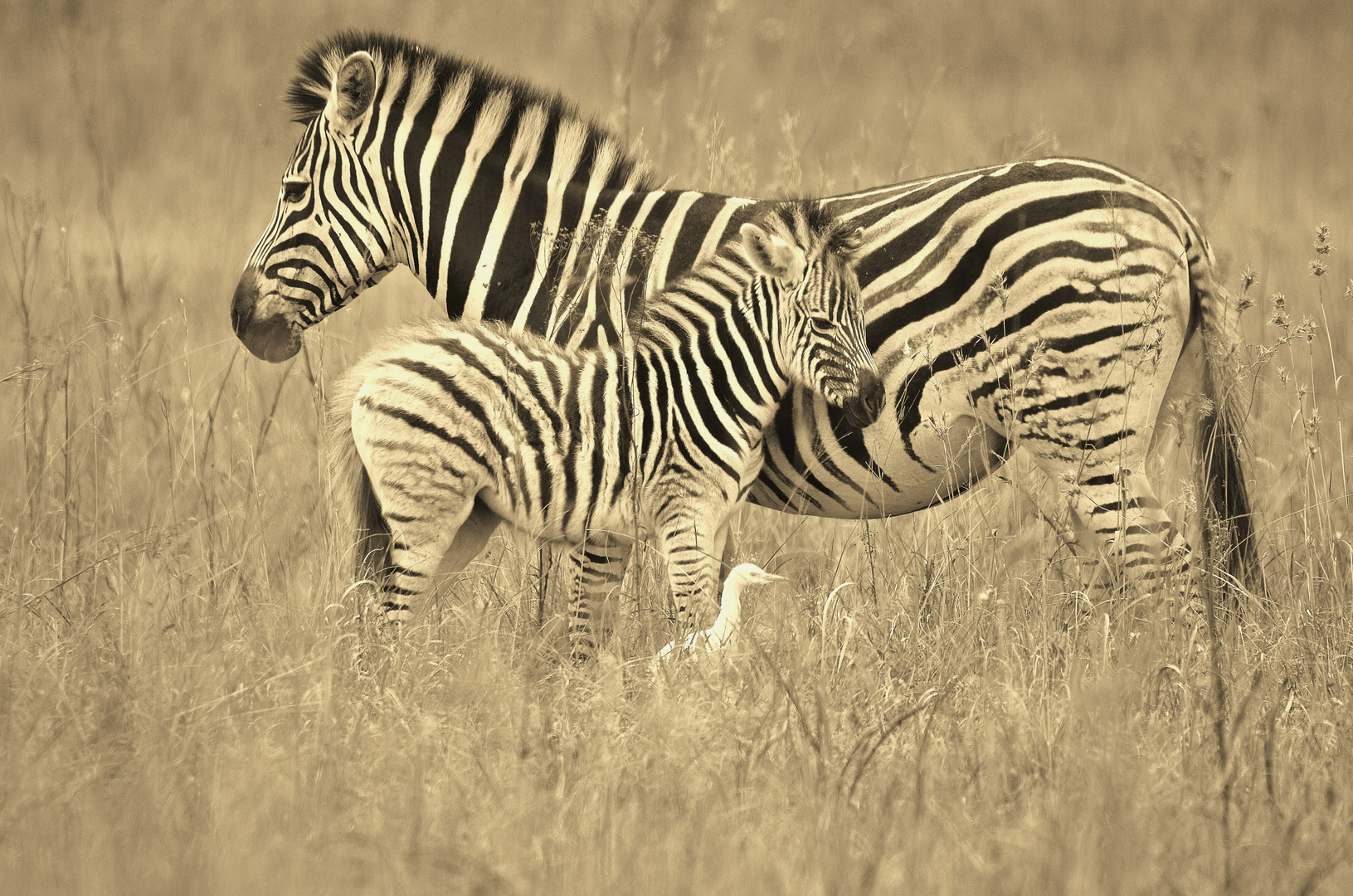 Family Stripes