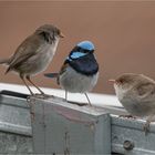 Family Superb fairywren