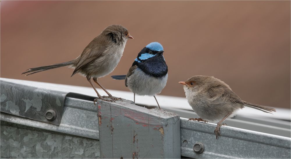 Family Superb fairywren