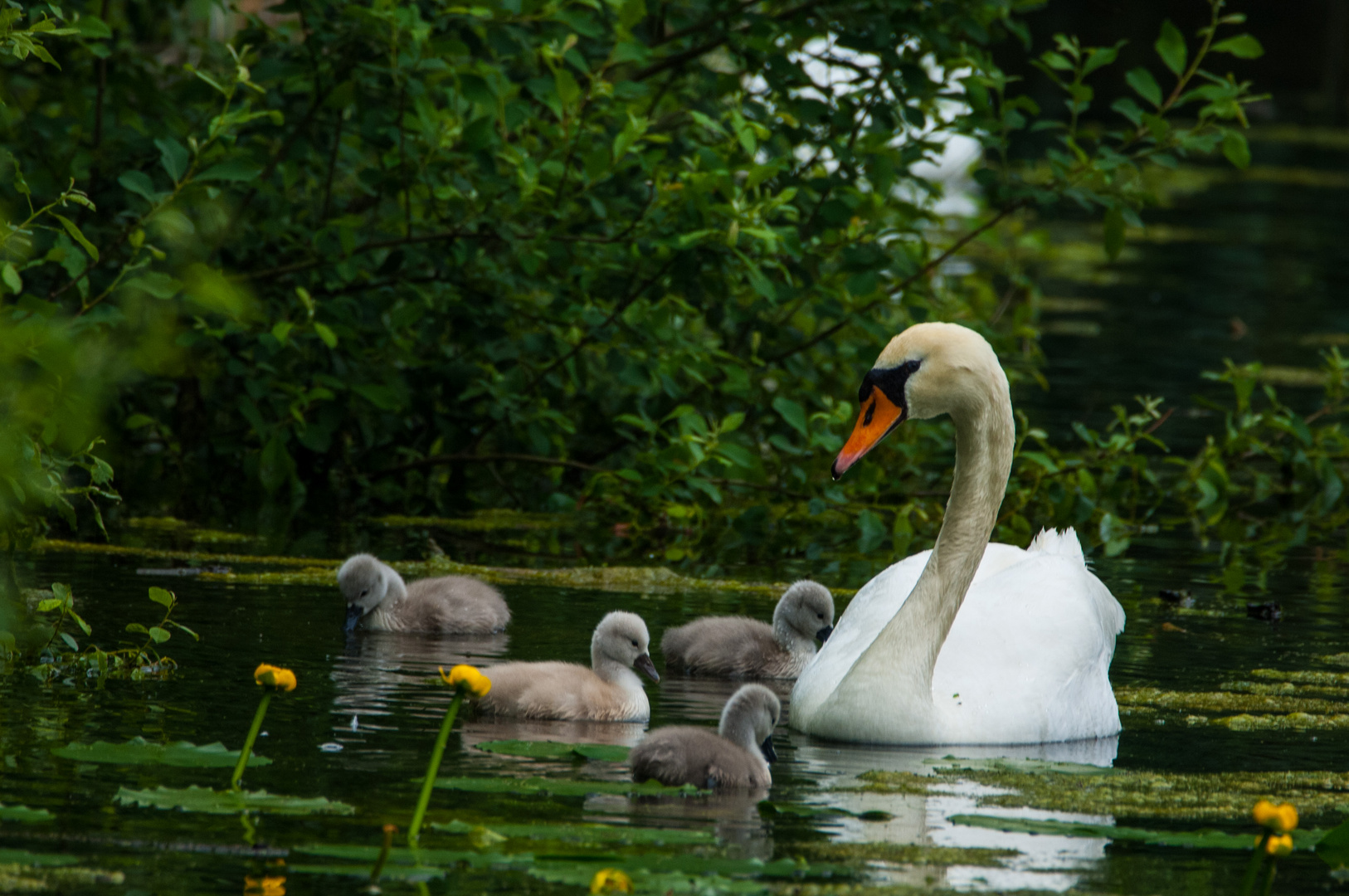 Family Swan