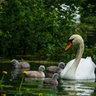 Family Swan