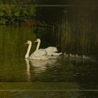 Family Swan