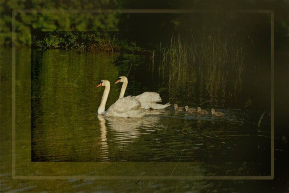 Family Swan