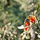 Family Tomato hanging arround