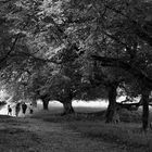 Family Walk