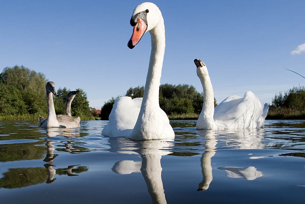 Familyday am Schwanensee