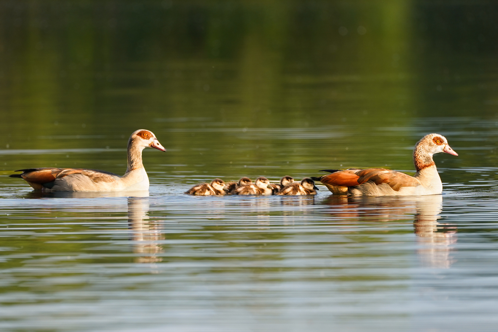 Fam.Nilgans