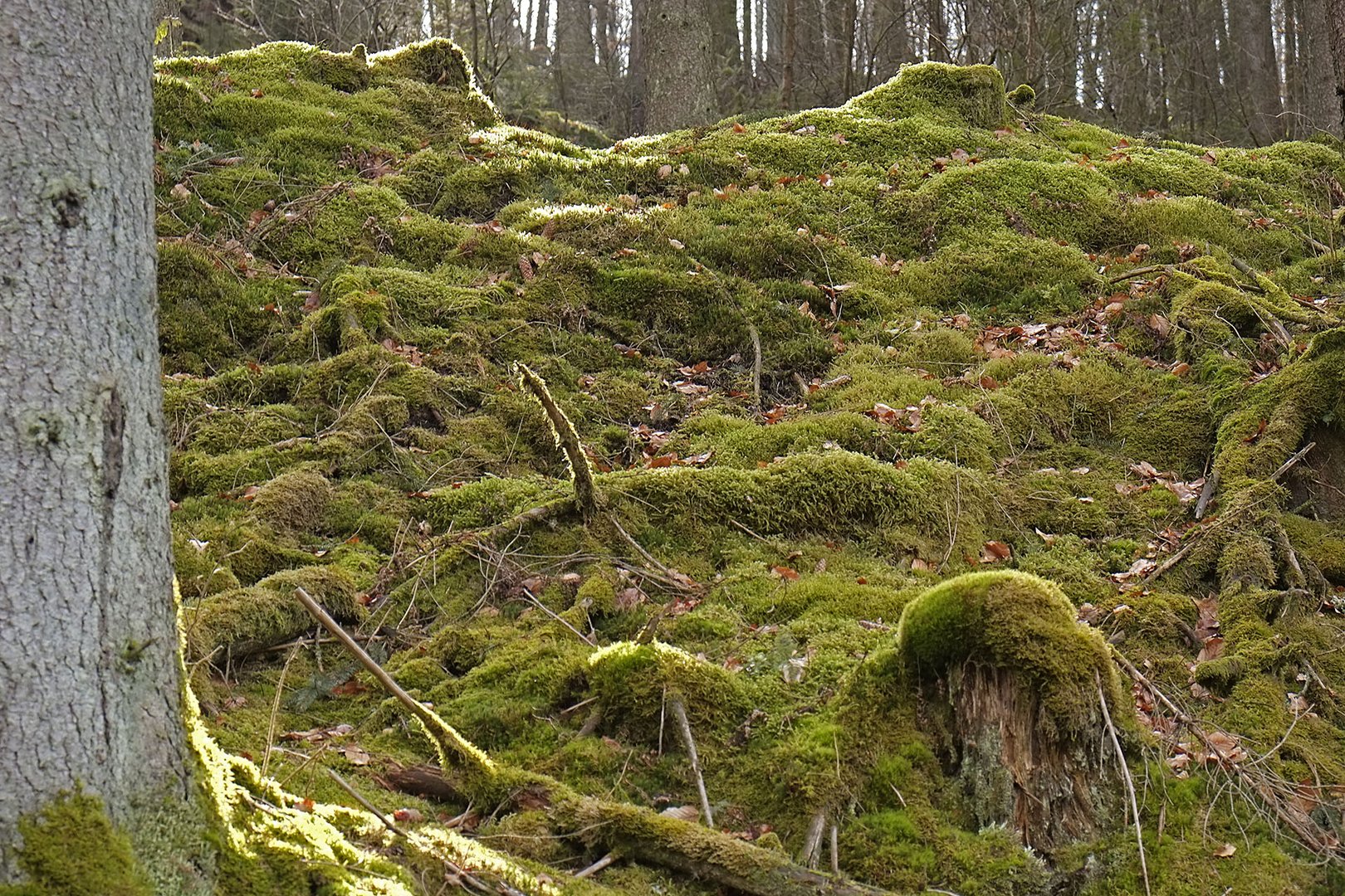 Famoser Moosteppich im Rothaargebirge bei Schmallenberg-Latrop