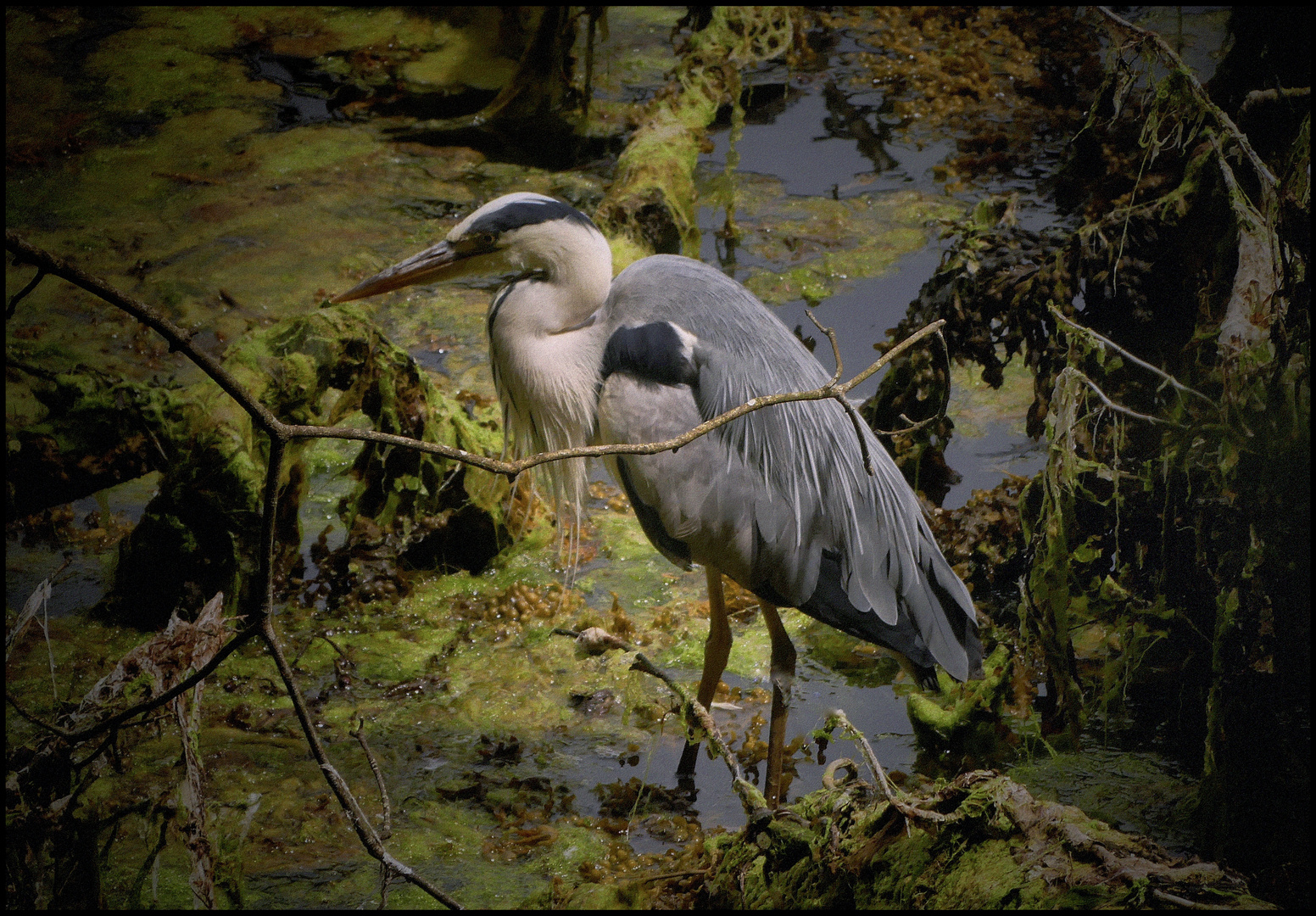 Famous Grey Heron