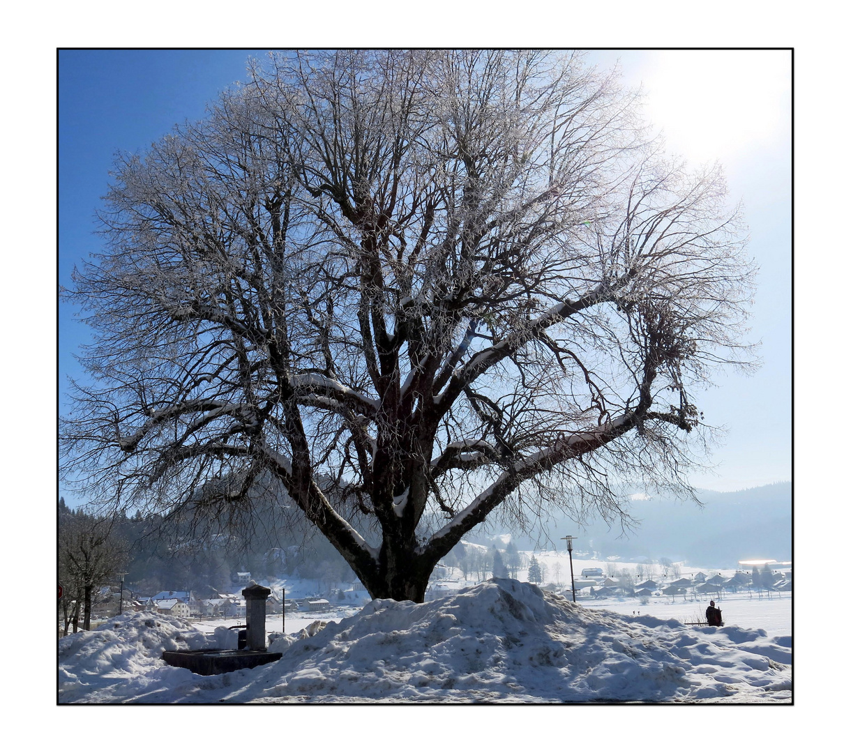 Fan d' arbre, je ne pouvais pas le "louper" celui là !