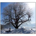 Fan d' arbre, je ne pouvais pas le "louper" celui là !