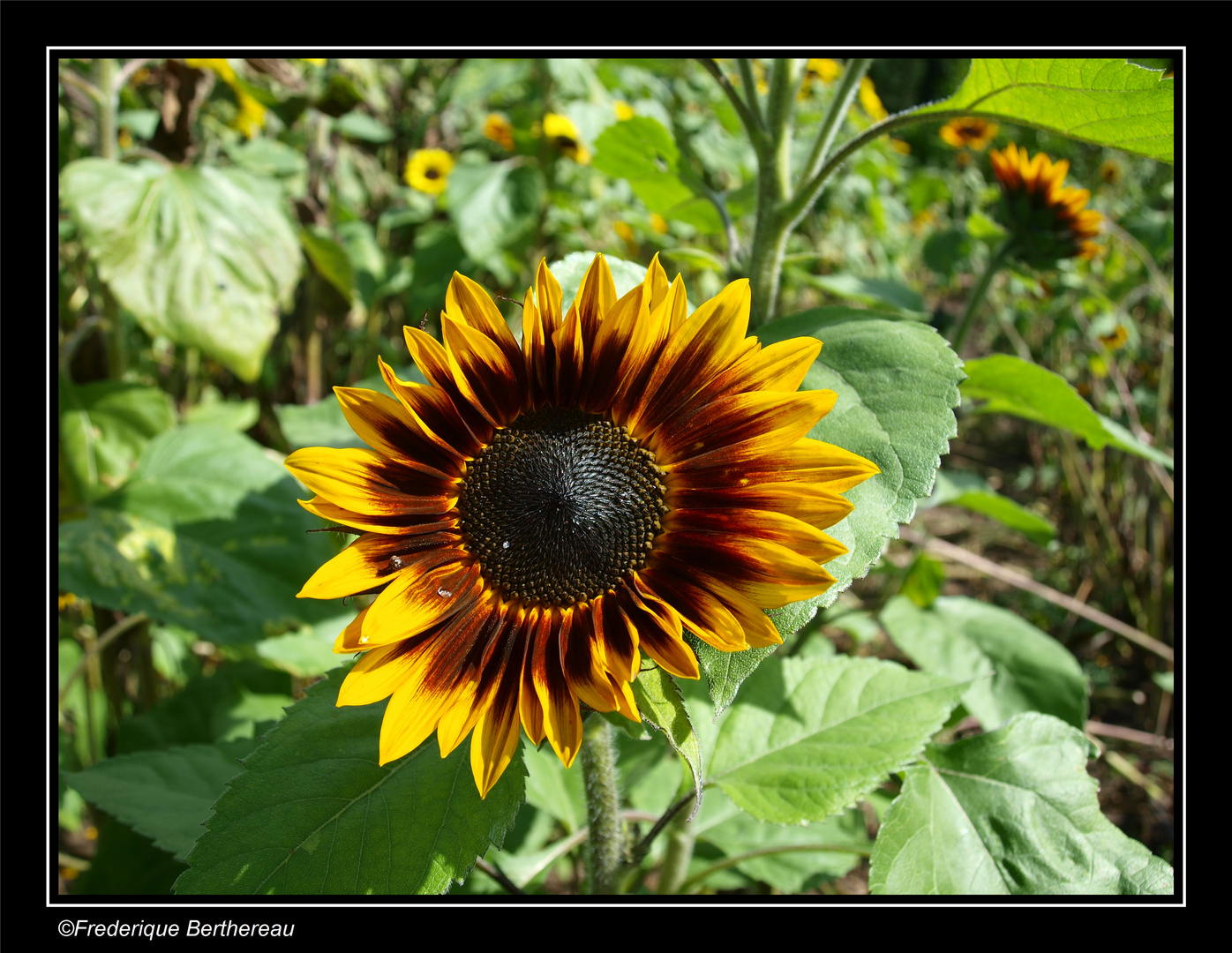 Fan de soleil