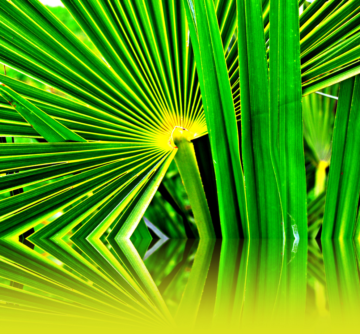 Fan Palm