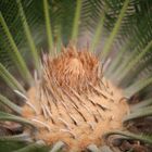 Fan Palm Heart