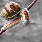 Fan-Schnecke