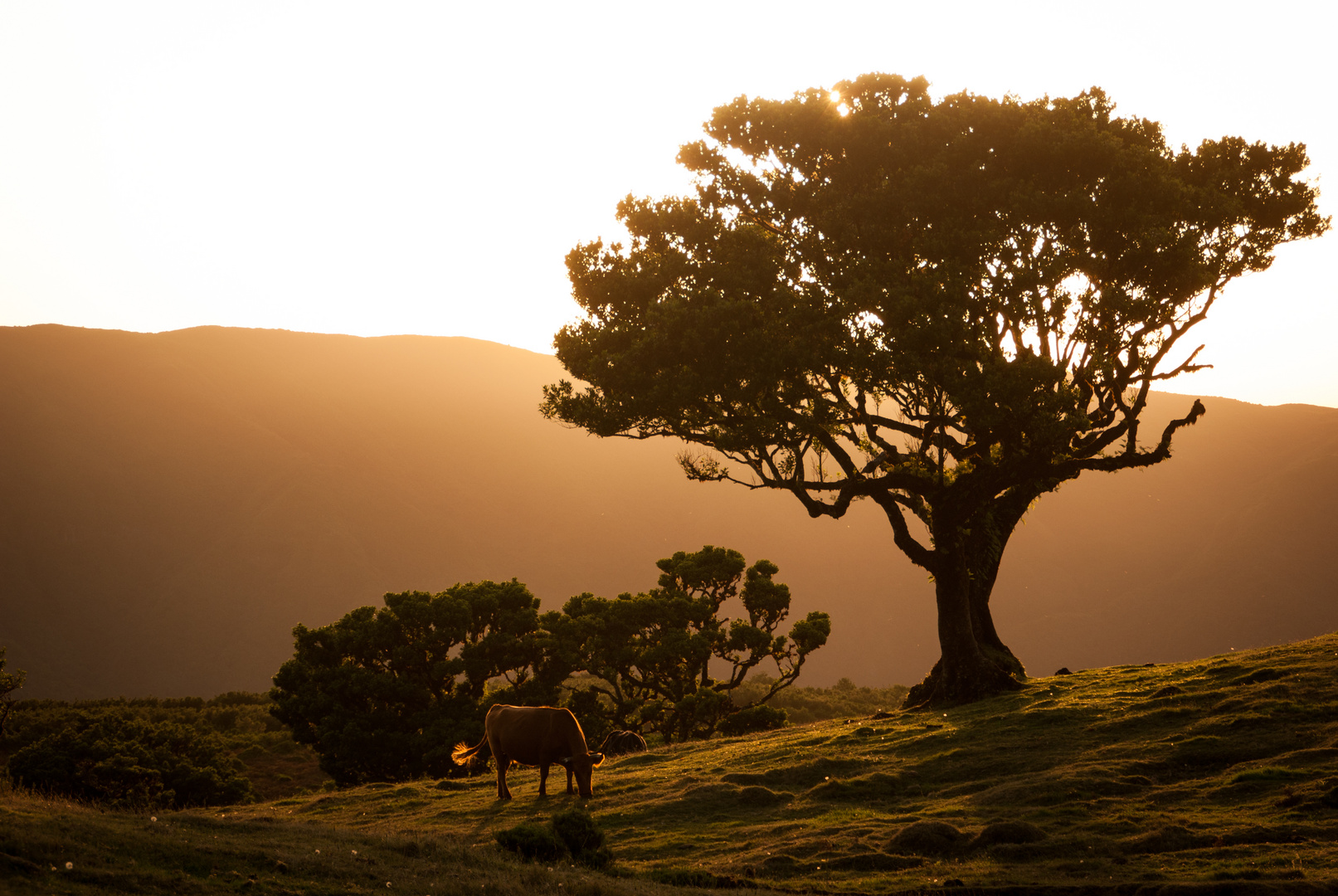 Fanal Foto & Bild europe, portugal, madeira Bilder auf