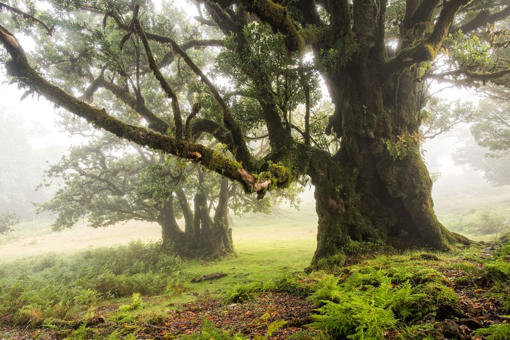 ..__fanal__.. Foto & Bild europe, portugal, pflanzen, pilze