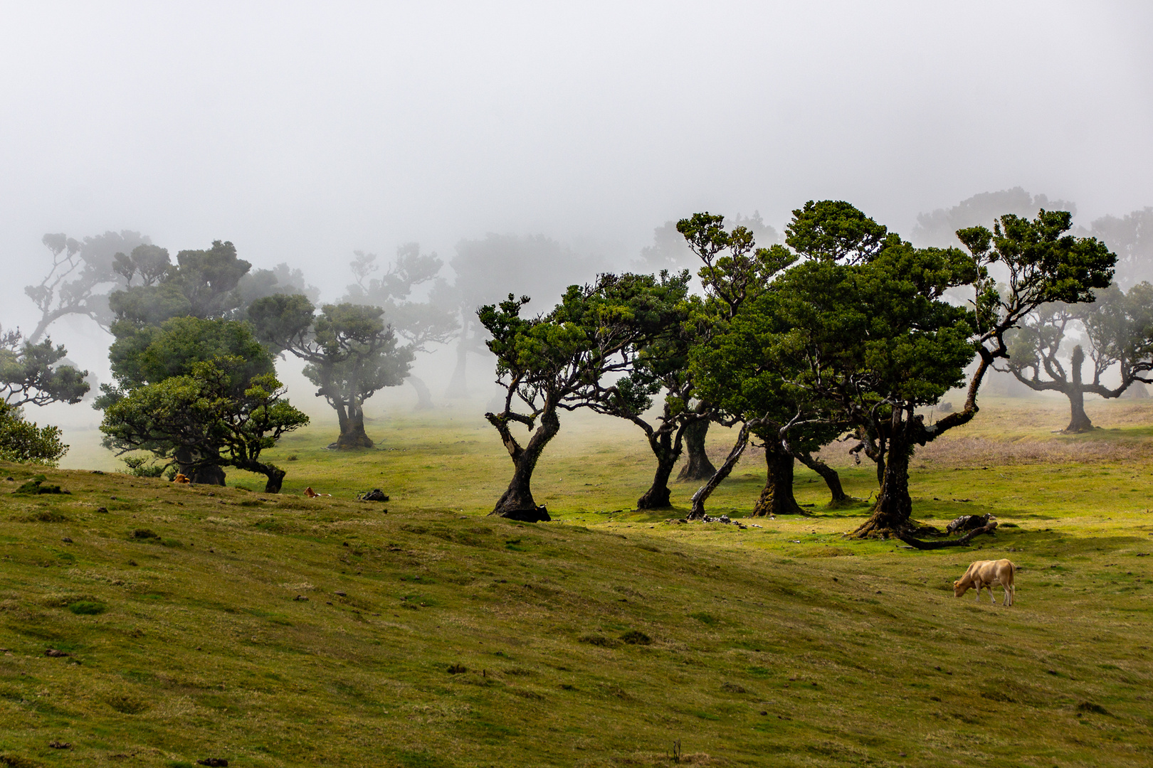 Fanal - der Zauberwald im Nordwesten von Madeira