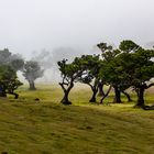 Fanal - der Zauberwald im Nordwesten von Madeira