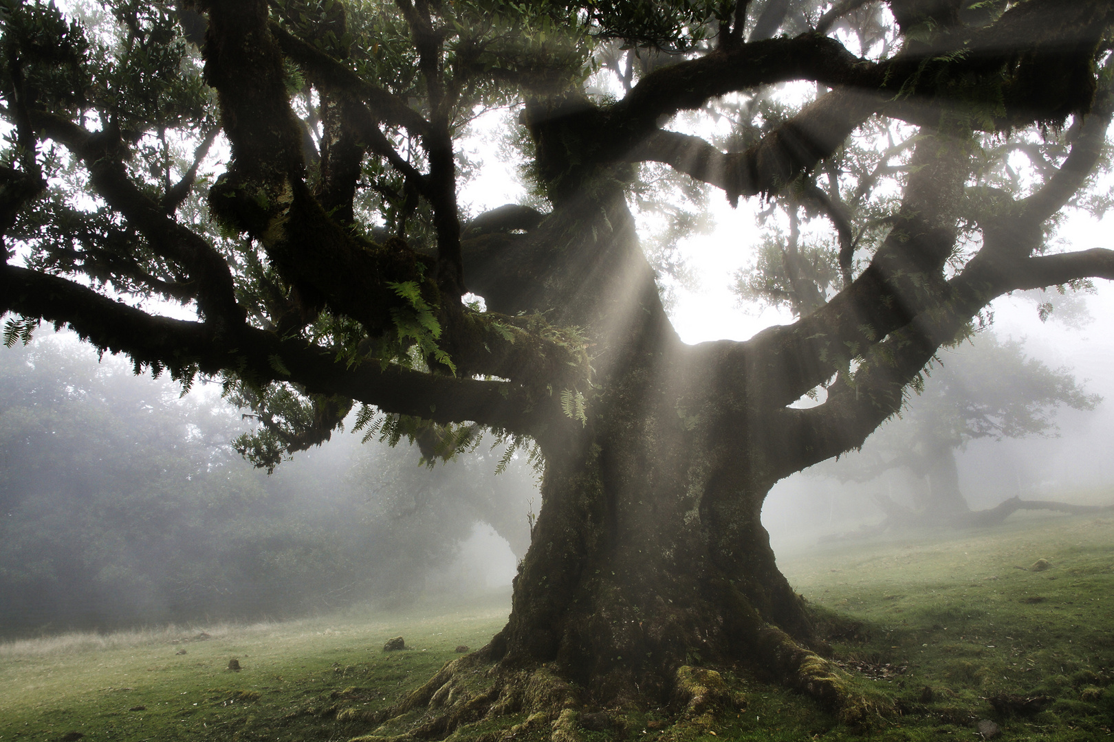 Fanal - der Zauberwald, Madeira