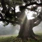 Fanal - der Zauberwald, Madeira