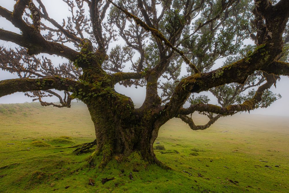 Fanal die letzte Foto & Bild europe, portugal, pflanzen, pilze