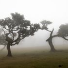 Fanal - Fehenwald Madeira