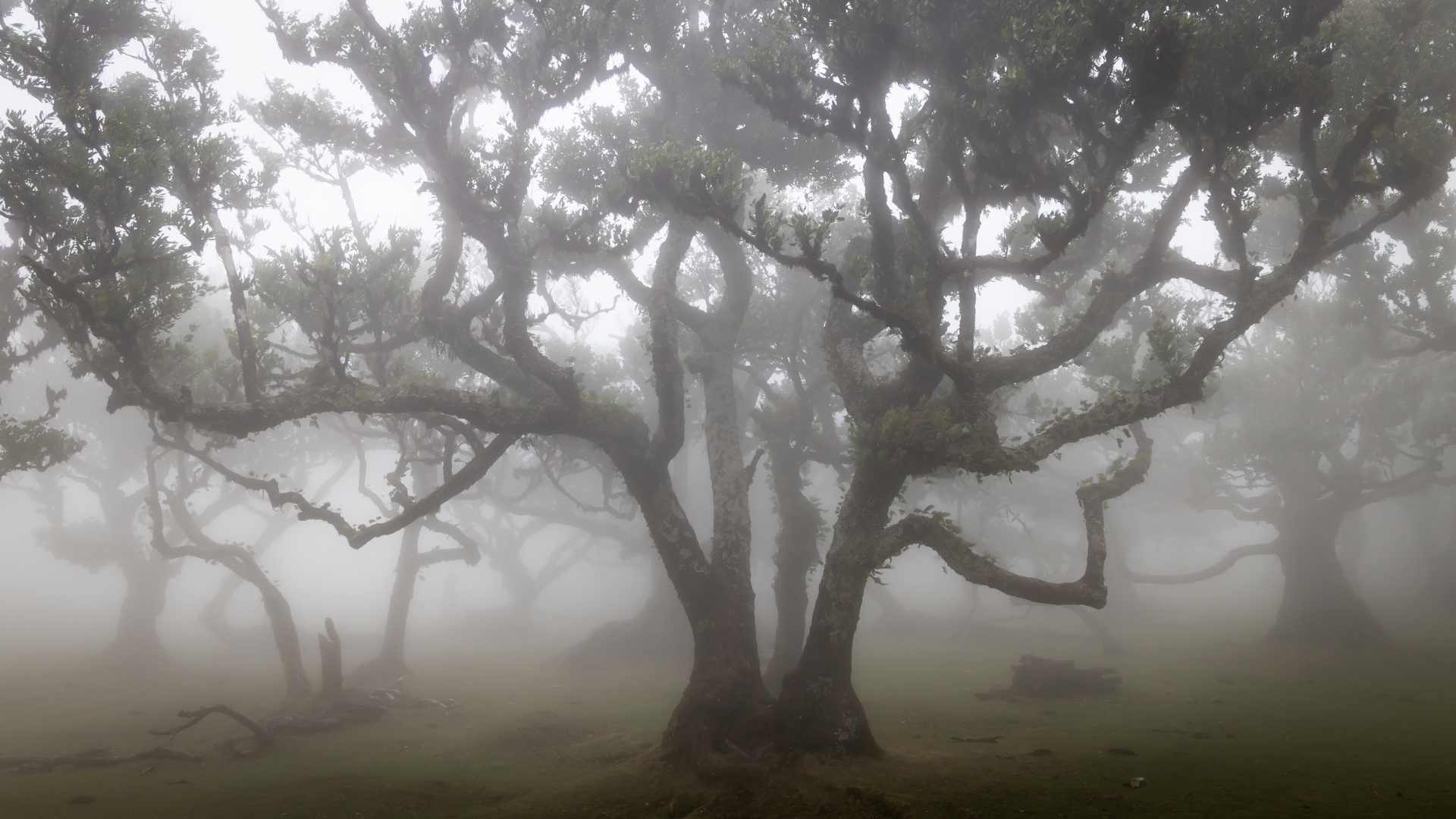 Fanal -Fehenwald Madeira