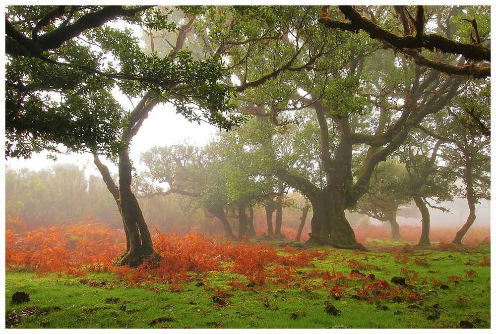 Fanal im Nebel