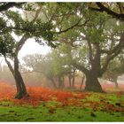 Fanal im Nebel