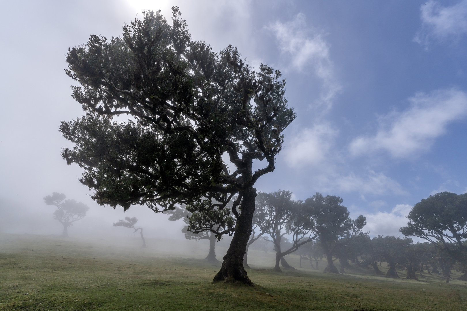 Fanal in Madeira