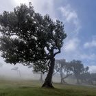 Fanal in Madeira