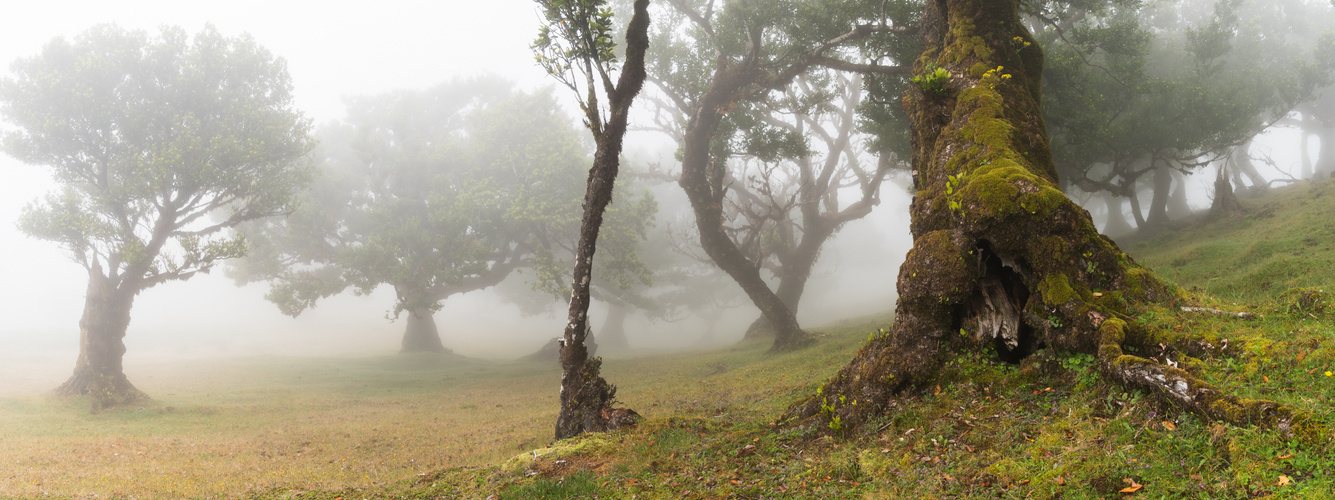 Fanal - Madeira