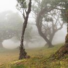 Fanal - Madeira