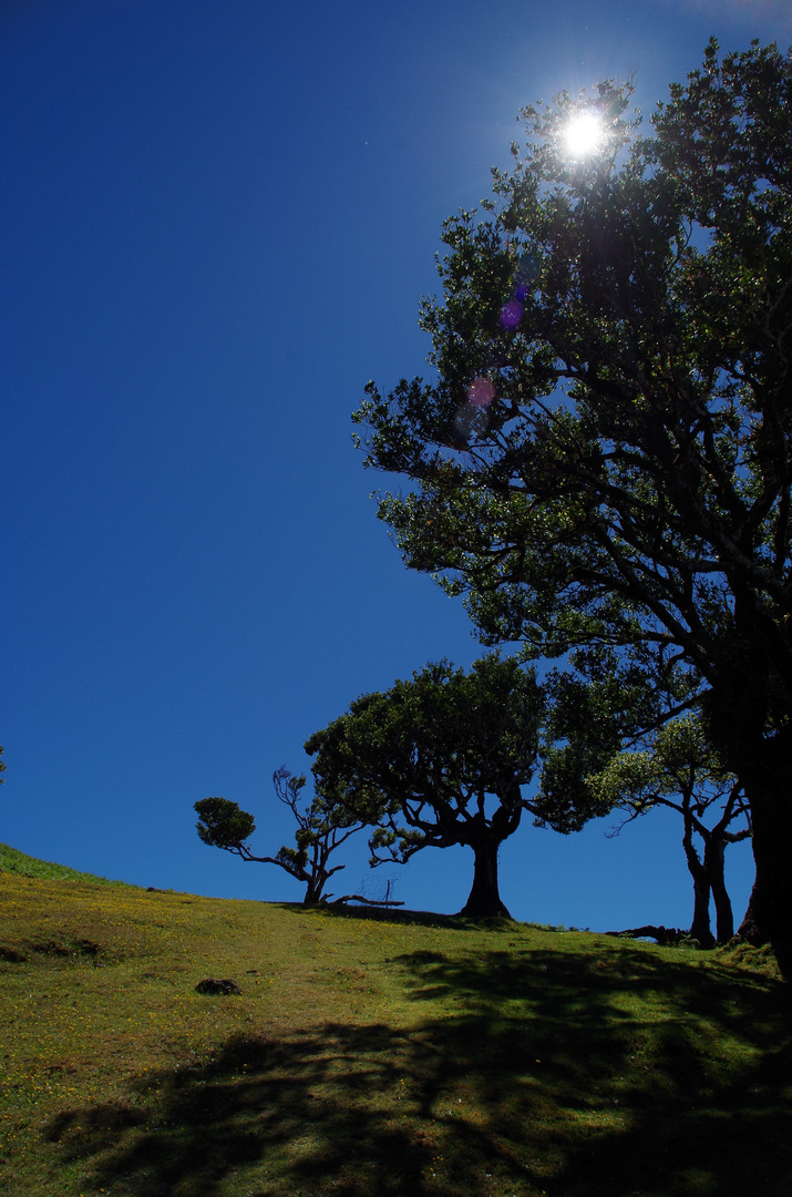 Fanal - Madeira