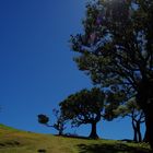 Fanal - Madeira