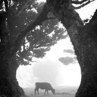 Fanal-Wald im Nebel