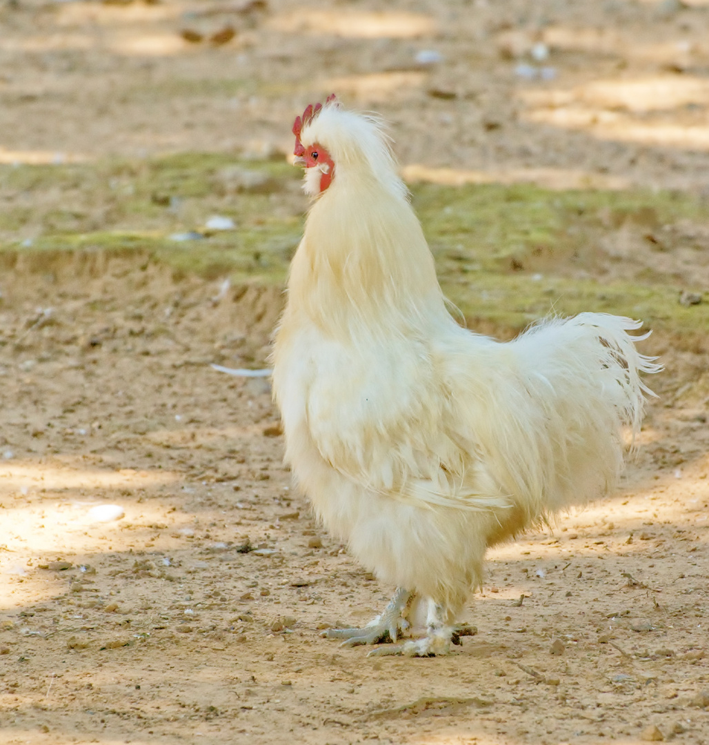 Fancy Feathers