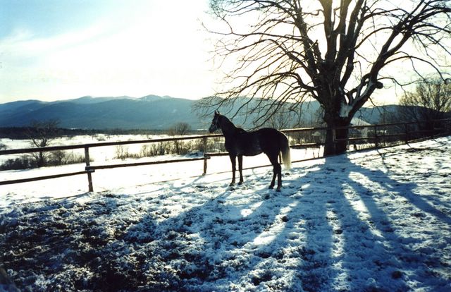 FANDER RIFLESSI INVERNALI