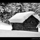 Fanes..nel silenzio del bosco