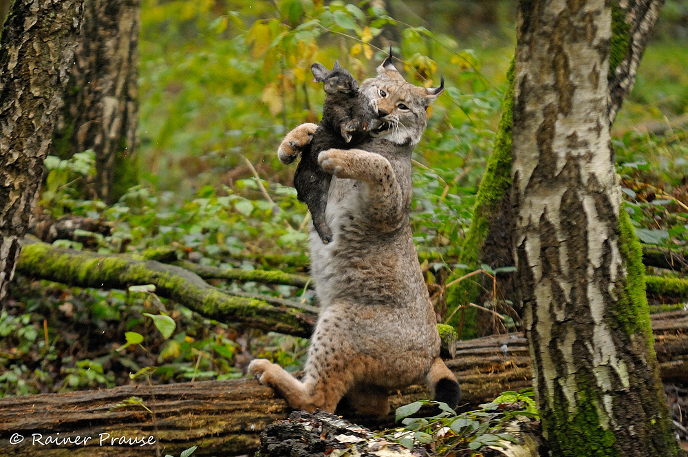 Fang das Kaninchen!