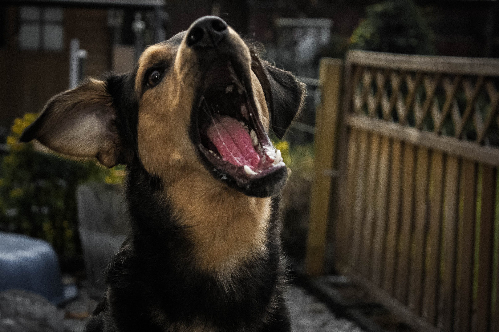 Fang das leckerchen.